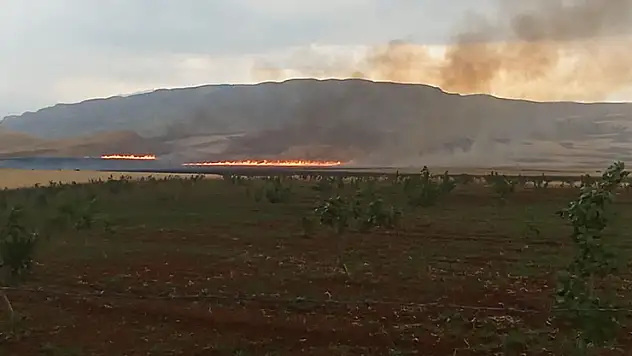 Siirt'te yıldırımın isabet ettiği çam ağacı yarıldı, 200 dönüm buğday yandı