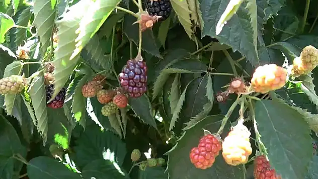 Siirt'ten dünyaya böğürtlen ihracatı
