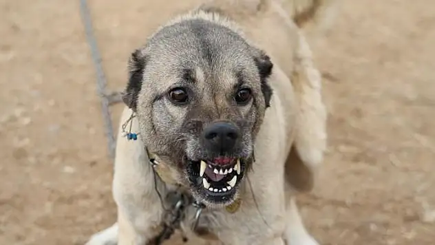 Sınır ötesi güvenliği için kangal tavsiyesi
