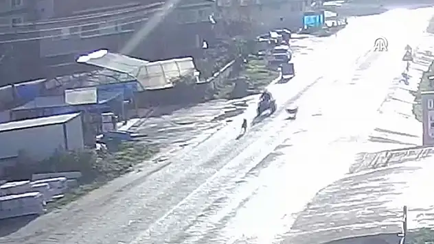 Sinop'ta sahipsiz köpeklerin saldırdığı ATV'nin sürücüsü kaza yaptı
