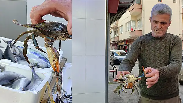 Sinop'ta nadir görülen mavi yengeç ağa takıldı