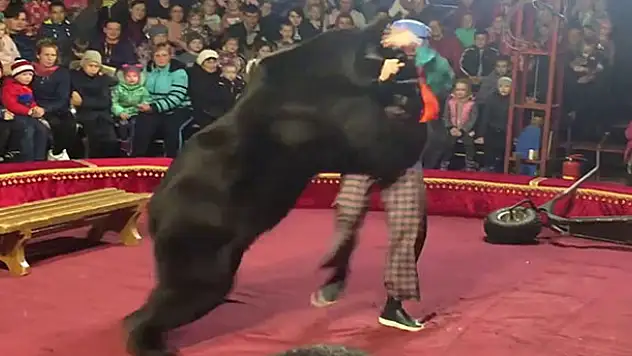 Sirkte gösteri yapan ayı, terbiyecisine saldırdı