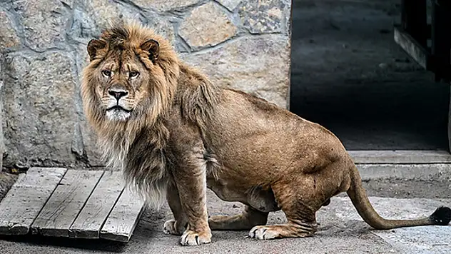 Sirkten kaçan aslan paniğe yol açtı
