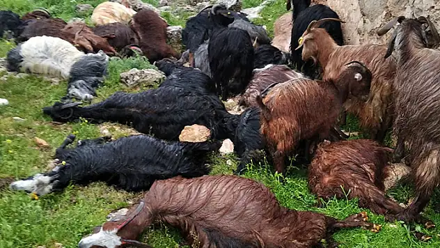 Şırnak'ta ahıra yıldırım düştü 31 küçükbaş öldü
