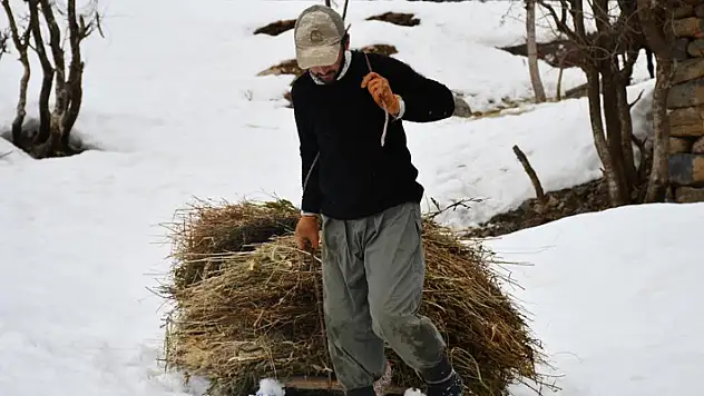 Şırnak'ta besiciler 5 aydır kar tesviye edip kızaklarla saman taşıyor
