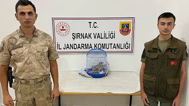 Şırnak'ta kınalı keklik avlayan şahıs jandarmaya yakalandı: 13 bin 922 TL ceza kesildi
