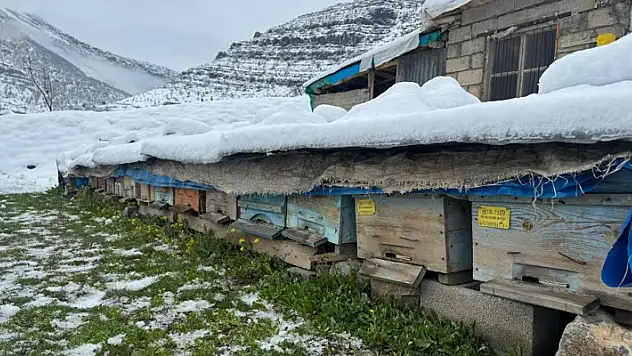 Şırnak'ta yalancı bahar, bal arılarını vurdu
