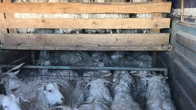 Sisli havada 170 keçiyi çaldılar