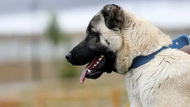Sivas Kangal köpeklerinin genetiği çiple korunuyor