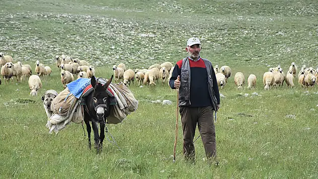 Sivas'ta 40 bin TL maaşla çoban bulamayan köylüler, hayvanlarını satıyor
