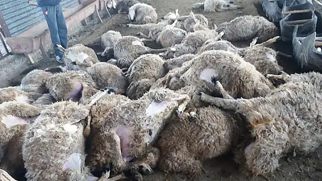 Sivas'ta ağıla giren kurt 59 koyunu telef etti
