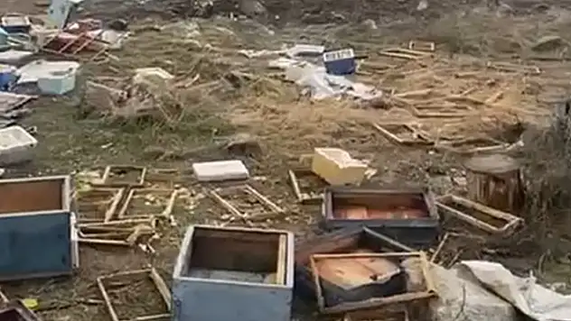 Sivas'ta ayı 50 kovanı parçalayıp, balları yedi

