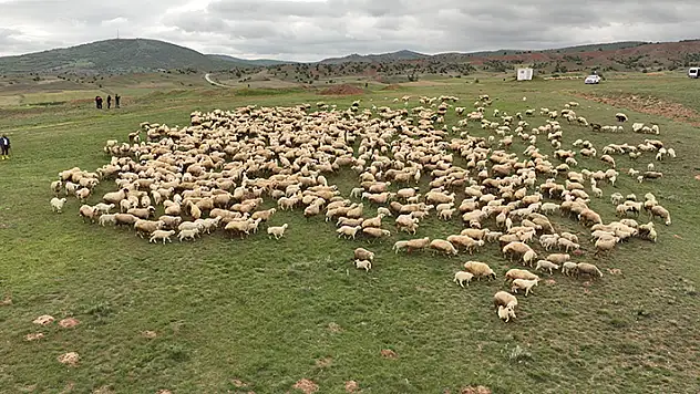 Sivas'ta baharın müjdecisi kuzular anneleriyle buluştu
