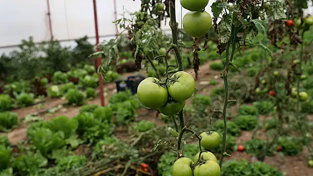 Sivas'ta bozkırın ortasına sera kuran girişimci 40 ton domates hasat etti
