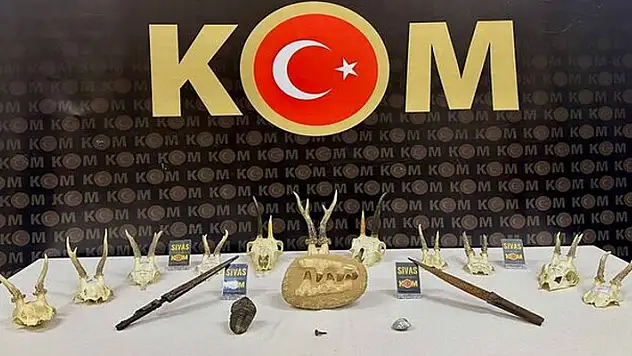 Sivas'ta nesli tehlikedeki hayvanlara ait 11 kafatası ele geçirildi
