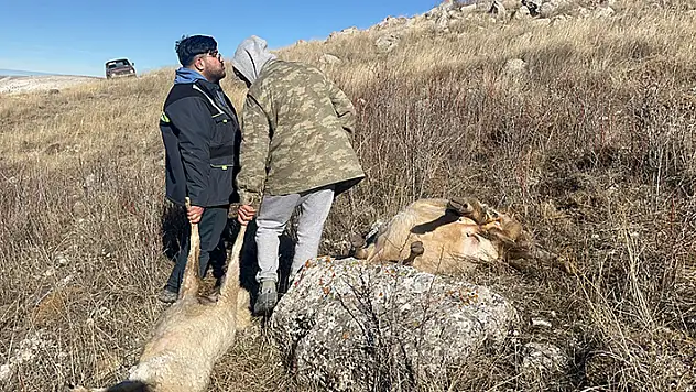 Sivas'ta sürüye saldıran kurtlar 37 koyunu telef etti
