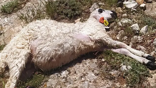 Sivas'ta yıldırım isabet eden 38 koyun telef oldu
