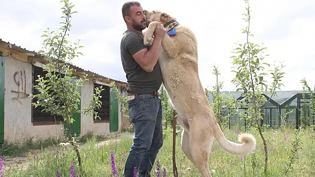 Sivas'ın ünlü kangal köpeğini Karaman'da yetiştiriyor
