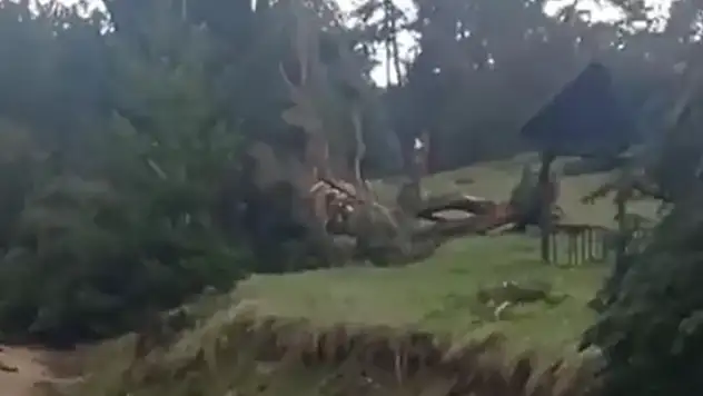Sivas'ta hortum ormanda ağaçlar devrildi
