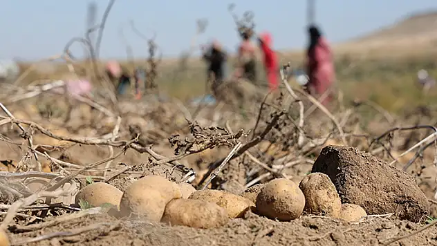 Sofraların vazgeçilmezi patates tarlada 2, pazarda 10 lira
