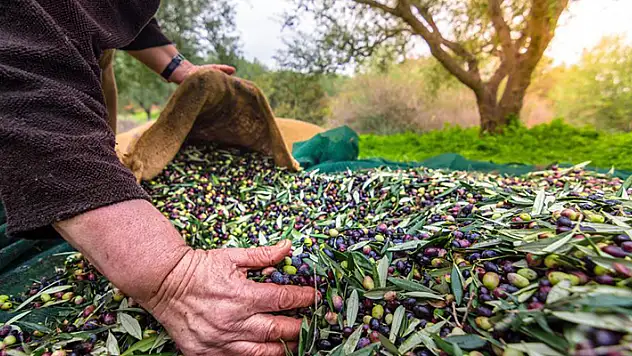 Sofralık zeytin ihracatı 200 milyon dolara koşuyor
