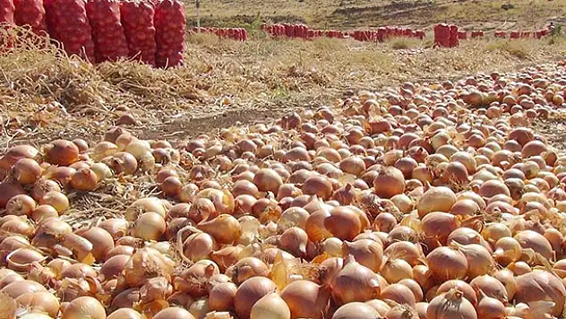 Soğan fiyatları uçuşa geçti!
