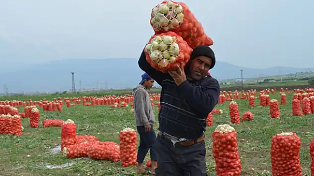 Soğan tarlada 1 lira