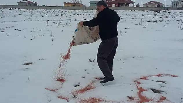Soğuk havalarda yiyecek bulamayan yaban hayvanlarını unutmadı