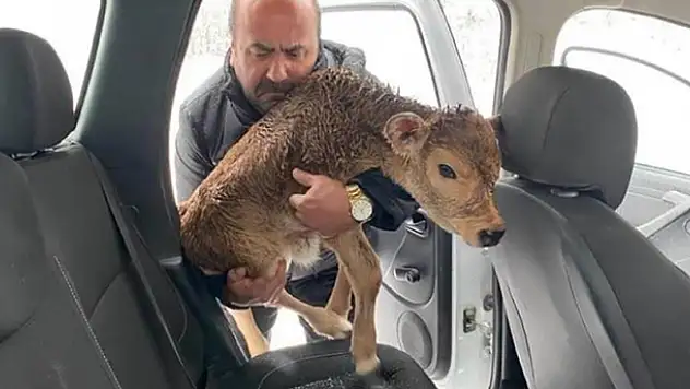 Soğuktan donmak üzere olan buzağıyı arabasına alarak kurtardı