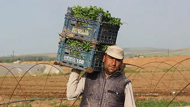 Sokağa çıkma kısıtlamasından muaf tutulan çiftçiler üretime devam ediyor