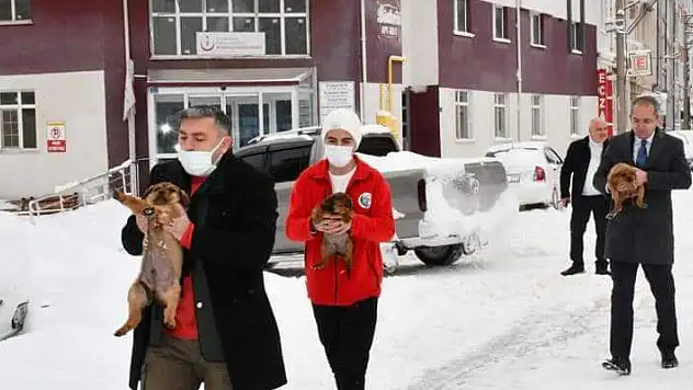 Sokağa terk edilen yavru köpeklere kaymakam sahip çıktı
