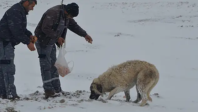 Sokak hayvanları aç bırakılmıyor