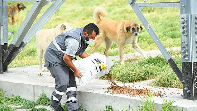 Sokak hayvanları bayramda da yalnız bırakılmadı