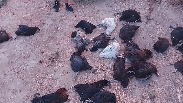 Sokak köpekleri 25 tavuğu telef etti