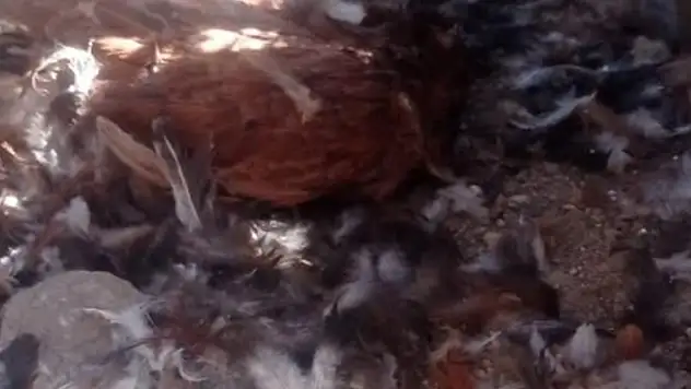 Sokak köpekleri 40 tavuğu telef etti