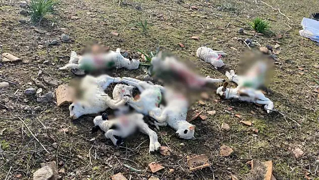 Sokak köpekleri ağıla saldırdı, kuzuları telef etti