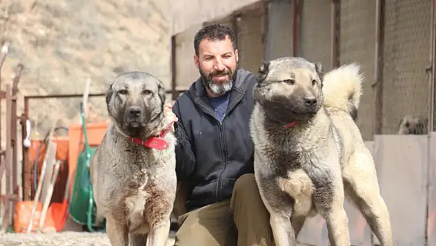 Sokak köpeklerinde kurt özellikleri görülmeye başladı
