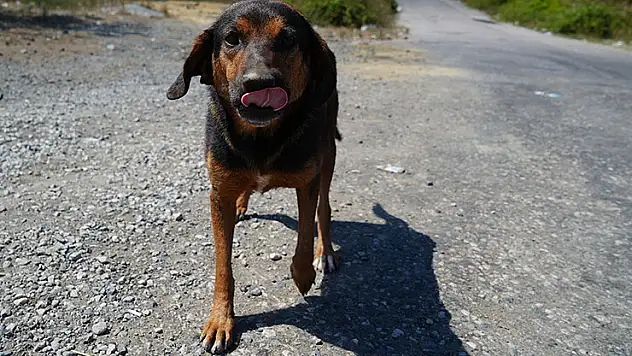 'Sokak köpeklerini kontrolsüz beslemek yasaklandı'