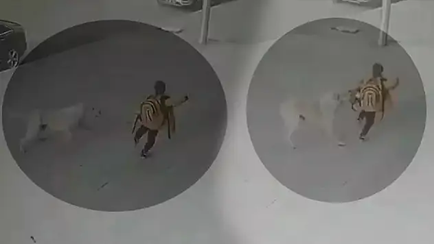 Sokak köpeklerinin ilkokul öğrencisine saldırdı