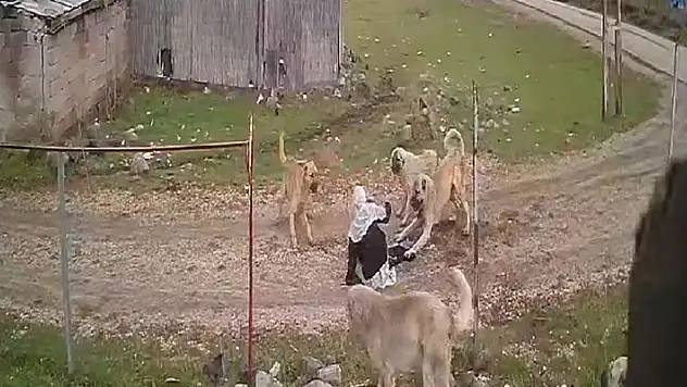 Sokak köpeklerinin saldırısına uğrayan 79 yaşındaki kadını komşuları kurtardı

