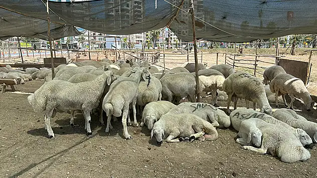 Sokakta kurban kesene 4 bin 810, atığını açıkta bırakan tesislere 464 bin 585 lira ceza kesilecek
