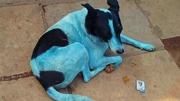 Sokaktaki başıboş mavi köpekler korku saçıyor!
