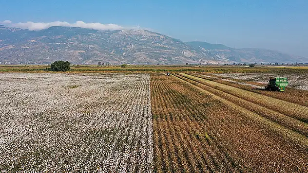 Söke pamuğu AB'den coğrafi işaret tescili aldı
