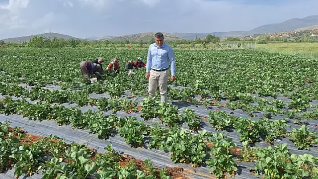Son yağışlar Hüyük'te çiftçilerin yüzünü güldürdü
