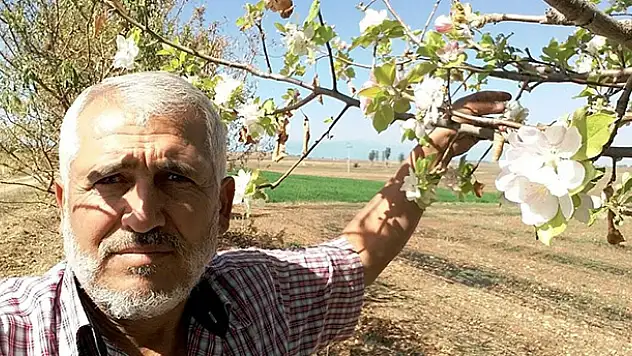 Sonbaharda çiçek açan elma ağacı şaşırttı
