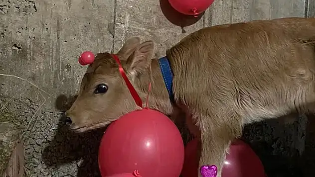 Sosyal medyada görenler şaştı kaldı! Yenidoğan buzağıya 'babyshower' yaptılar