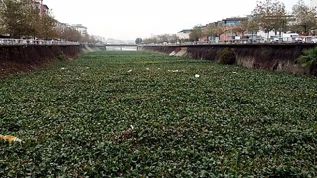Su canavarları, Asi Nehri'ni kapladı