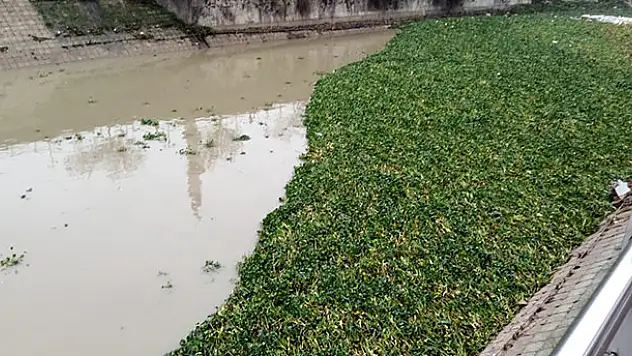 Su canavarları Asi Nehri'ni yeniden istila etti