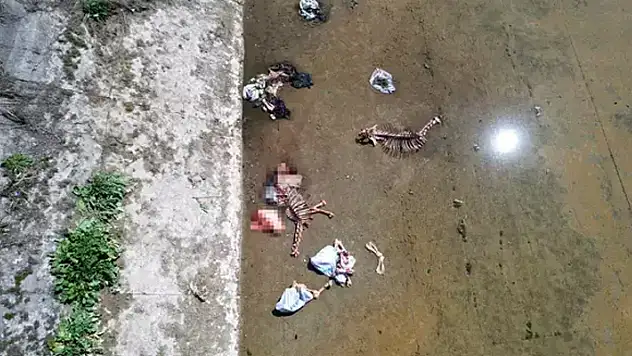Su kanalında korkunç manzara, geriye kemikleri kaldı 