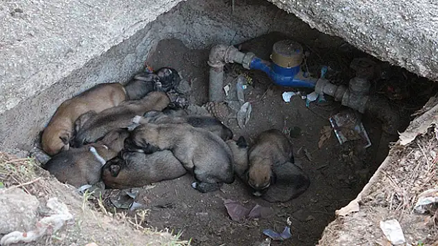 Su saati içindeki 12 köpek yavrusuna ilgi